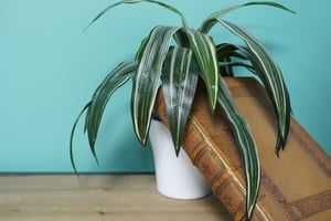 Bible du vieil Testament B.IV.19